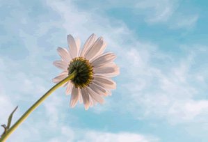 17c免费看:实锤来了:免费观看到底在藏什么?